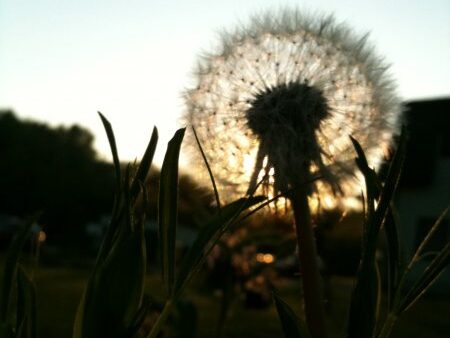 Foto súťaž – Rozkvitli púpavy – jún 2011